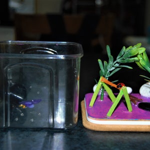 Jumping Spider Enclosure