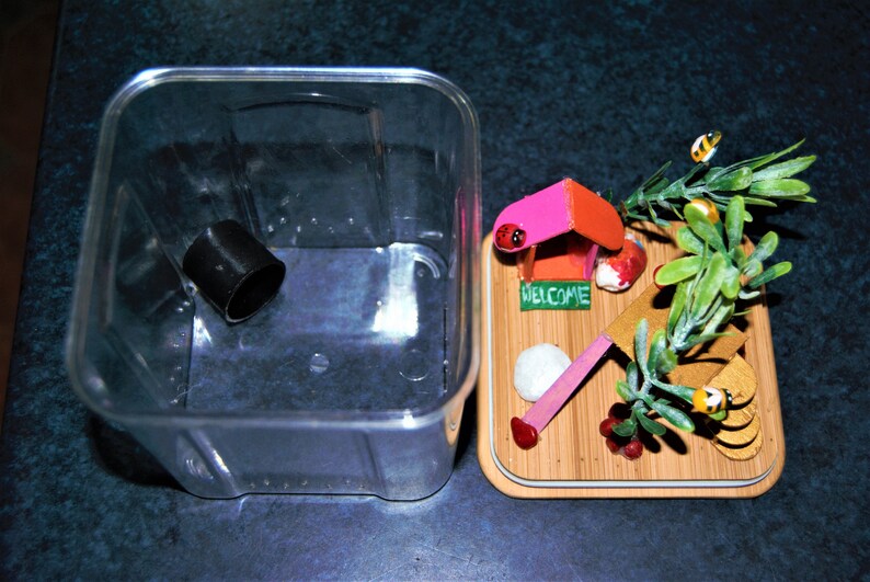 Jumping Spider Enclosure Etsy Australia