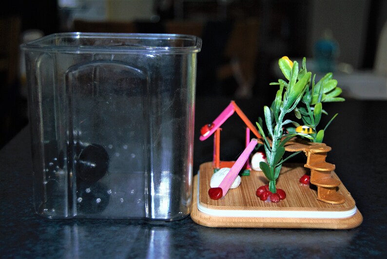 Jumping Spider Enclosure Etsy Australia
