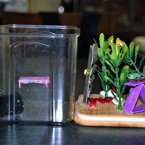 Jumping Spider Enclosure