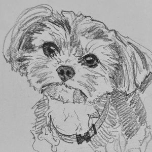Custom Pet Pencil Sketch Drawing Portrait From Photo