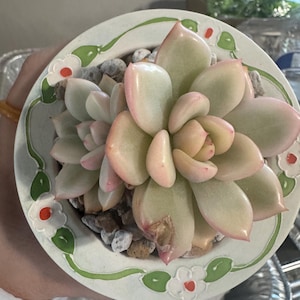 May include: A succulent plant with pale green and pink leaves in a white ceramic pot. The pot is decorated with a green vine and white flowers with red centers. The pot is filled with small gray stones.