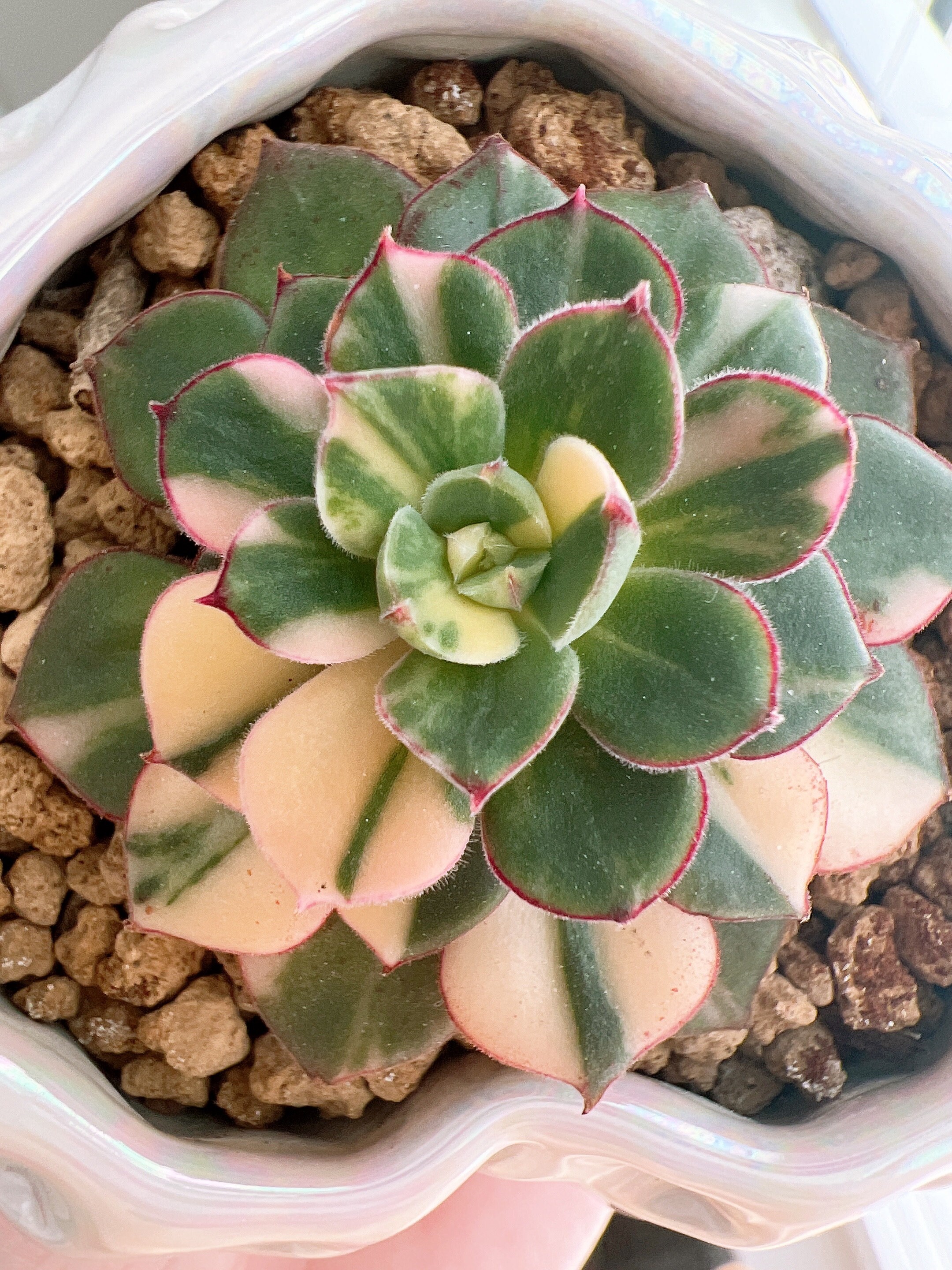 Echeveria Joan Daniel Variegated (3 Inches Pot) - Extremely Rare