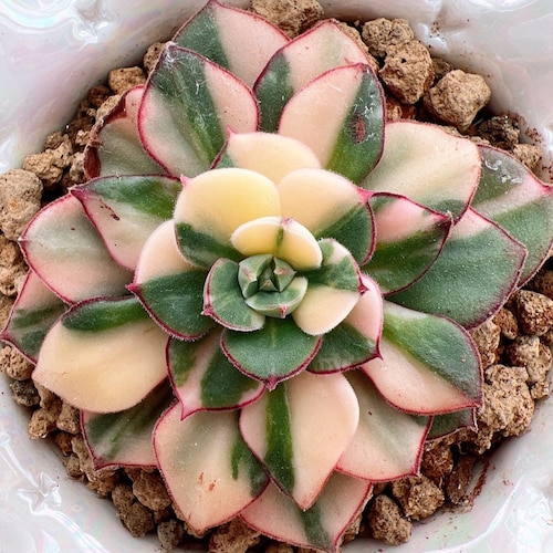 Echeveria Joan Daniel Variegated (3 Inches Pot) - Extremely Rare
