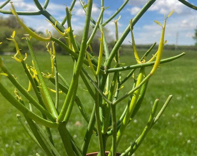 Euphorbia Tirucalli | 'Firestick Plant' | Established Plant | 4"