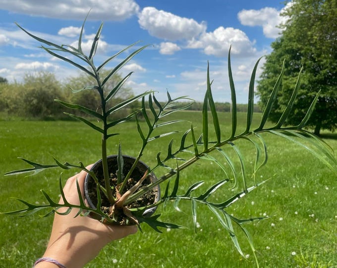 Philodendron Tortum | Established Plant | 4.5" Pot
