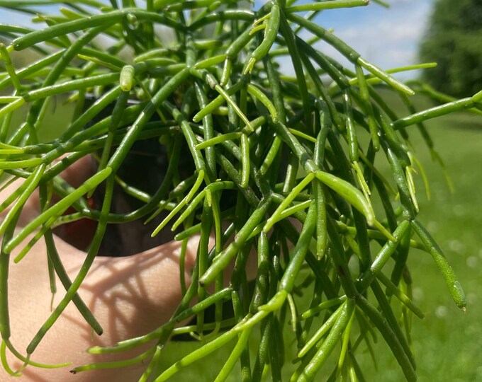 Rhipsalis Cashero 'Mistletoe Cactus' | Established Plant | 3"