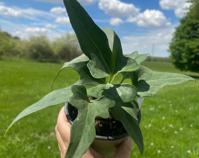 Anthurium podophyllum | 'Palm Leaf Anthurium' | Established Plant | 4.5" Pot