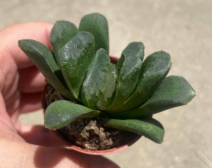 Haworthia hybrida 'G22' | Established Plant | 2" Pot