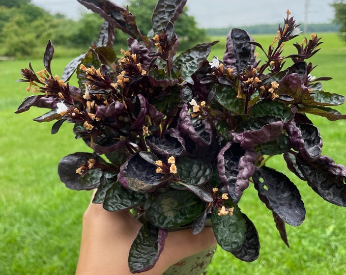 Hemigraphis Alternata | 'Exotica' | Purple Waffle Plant | Established Plant | 4.5"