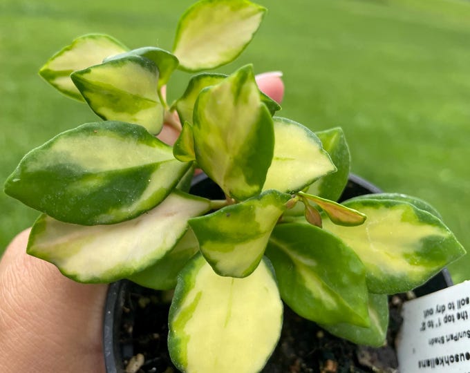 Hoya Heuschkeliana Variegata | Established Plant | 3"