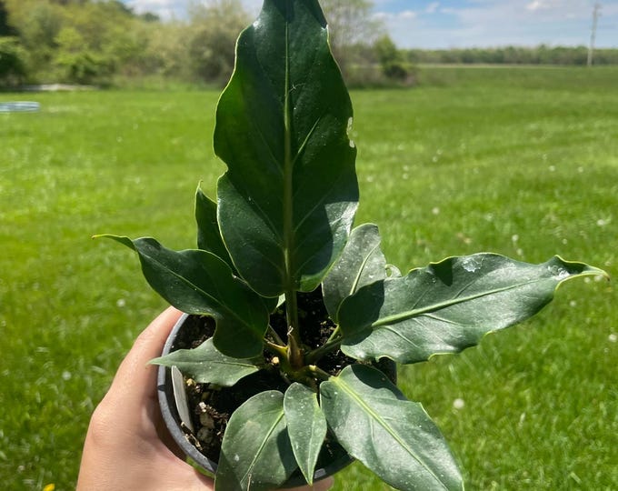 Anthurium plowmanii | 'Bird's Nest Anthurium' | Established Plant | 4.5" Pot