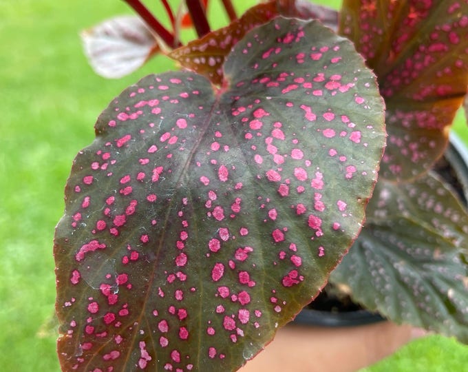 Begonia Maculata | 'Pink Spot' | Established Plant | 4.5"