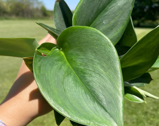 Scindapsus Treubii | ‘Moonlight’ | Established Plant | 4.5"