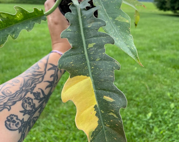 Philodendron Bipinnatifidum x Selloum | 'Ring of Fire' | Established Plant | 4.5"