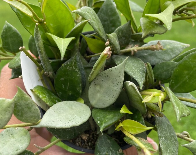 Hoya Lacunosa 'Mint' | Established Plant | 3"