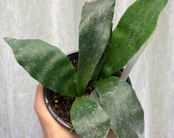 Platycerium Bifucatum | 'Dutch Staghorn Fern' | Established Plant | 4.5"