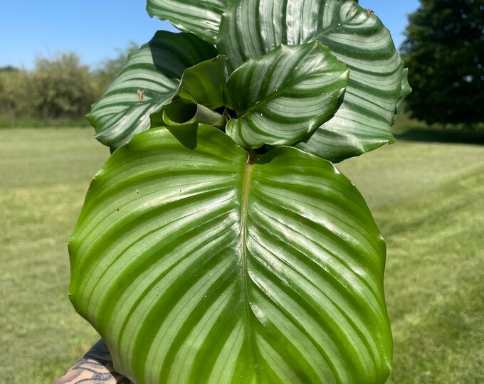 Calathea Orbifolia | Calathea rotundifolia | Established Plant | 4.5"