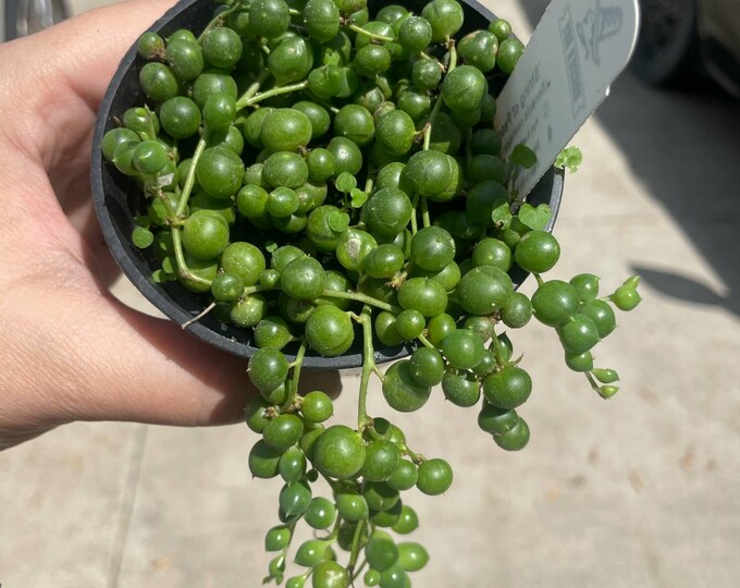Senecio Rowleyanus | 'String of Pearls' | Established Plant | 3"