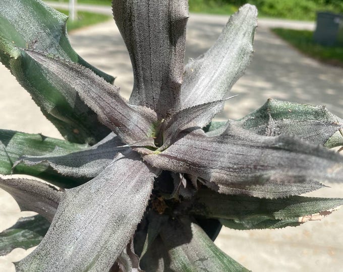 Cryptanthus ‘Crème Brûlée’ | Earth Star Bromeliad | Established Plant | 3"