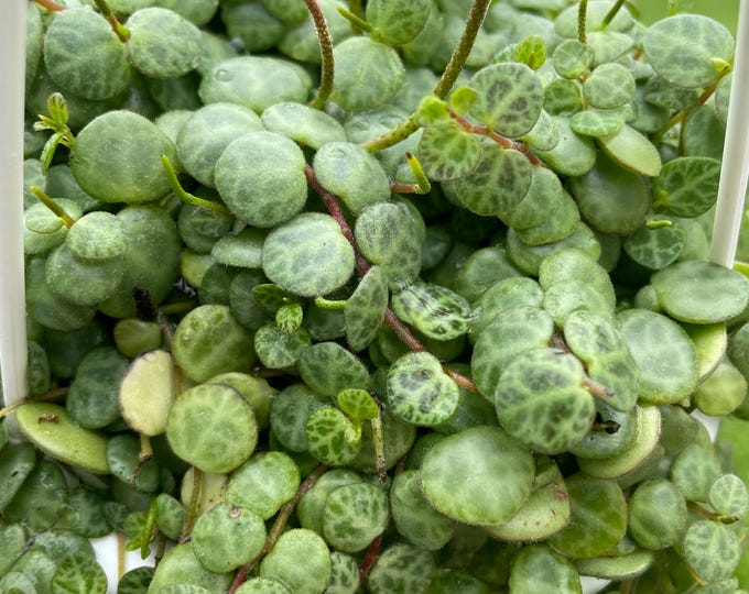 Peperomia Prostrata | 'String of Turtles' | Established Plant | Hanging Basket 4"