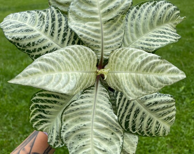 Aphelandra Squarrosa Var. | 'White Wash Zebra Plant' | Established Plant | 6"