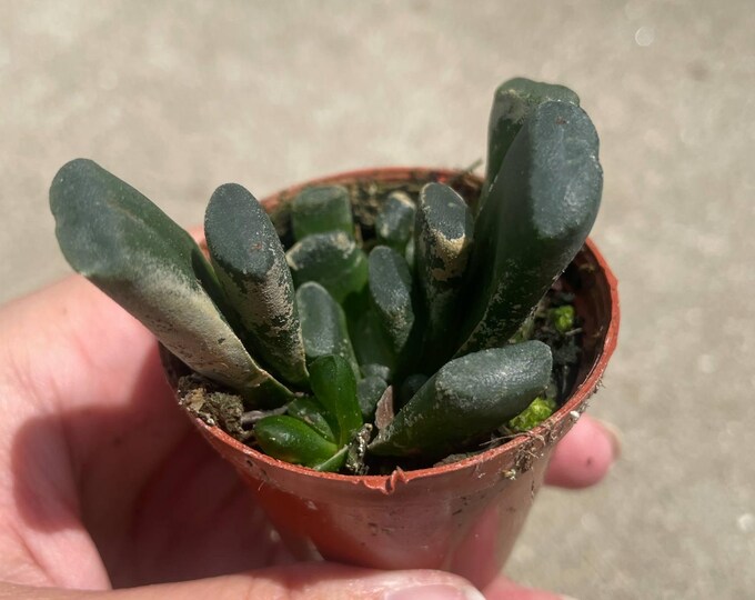 Haworthia hybrida 'G10' | Established Plant | 2" Pot