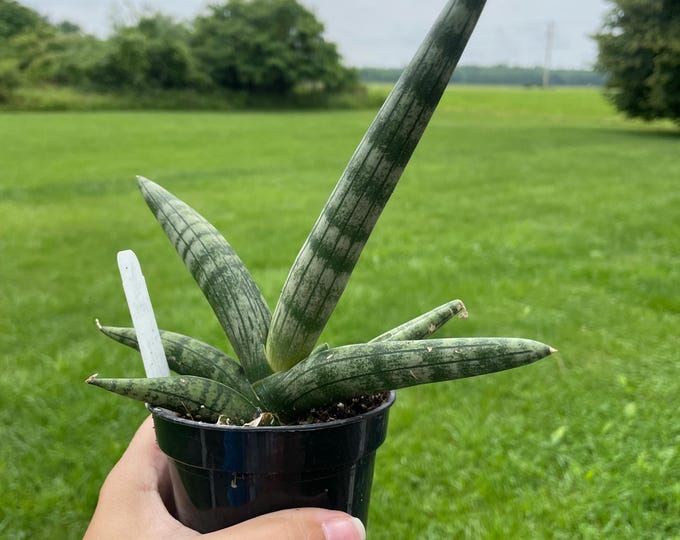 Sansevieria Cylindrica | 'Starfish' | Established Plant | 3”