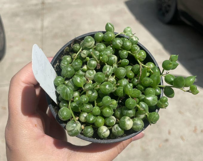Senecio Rowleyanus Variegatus | 'Var. String of Pearls' | Established Plant | 3"