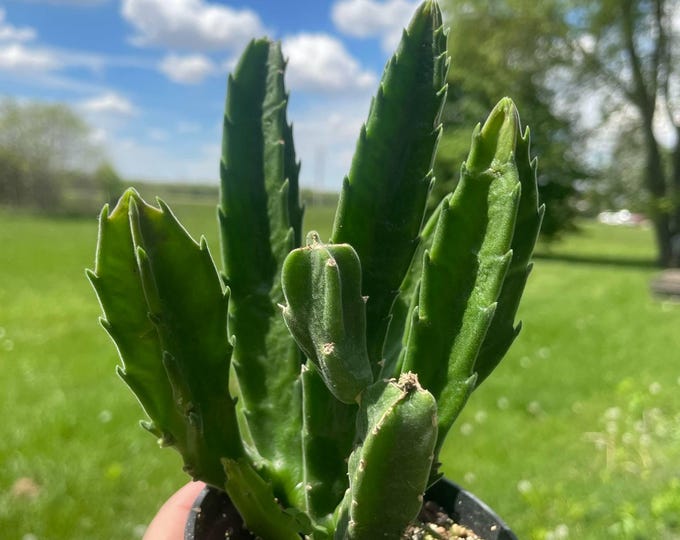 Stapella hirsuta ‘Starfish Cactus’ | Established Plant | 3"