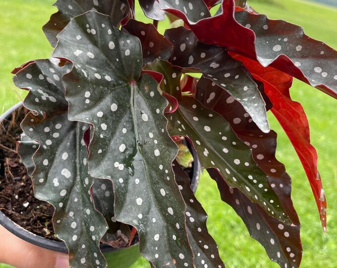 Begonia Maculata | 'Black Forest' | Established Plant | 6"