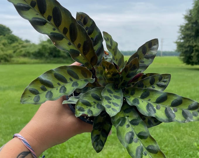 Calathea Lancifolia Insignis | 'Rattle Snake' | Established Plant | 4.5"