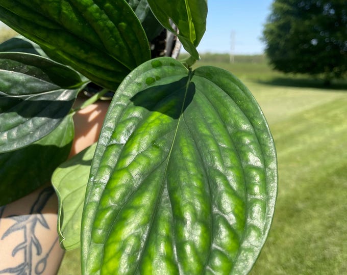 Monstera Karstenianum | ‘Peru’ | Established Plant | 4.5"