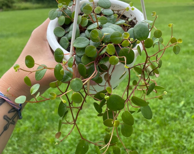 Peperomia Prostrata | 'Pepperspot' | Established Plant | Hanging Basket 4"