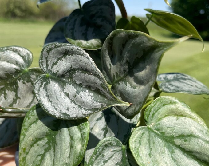 Philodendron Brandtianum | 'Silver Leaf Philodendron' | Established Plant | 4.5"