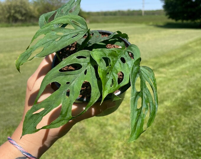 Monstera Epipremnoides | 'Esqueleto' | Established Plant | 4.5" Pot