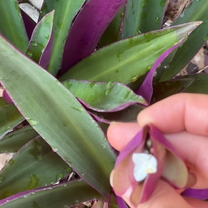 15 hojas orgánicas de Moisés en la cuna, hojas de planta de ostra, hojas de maguey morado, hojas de lirio de barco, hojas de tradescantia spathacea.