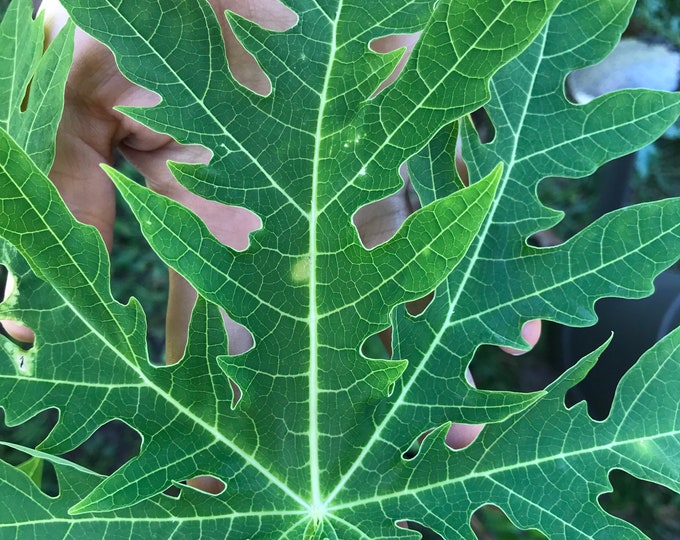 Fresh Papaya Leaves Organically Grown No PESTICIDES Etsy