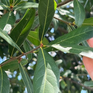 May include: Close-up of a green leaf with a light green vein running down the center. The leaf is part of a tree branch with other leaves visible in the background.
