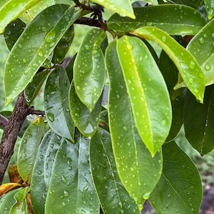 50 Fresh organic whole soursop leaves, guanábano leaves