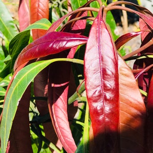 65 organic Mango leaves