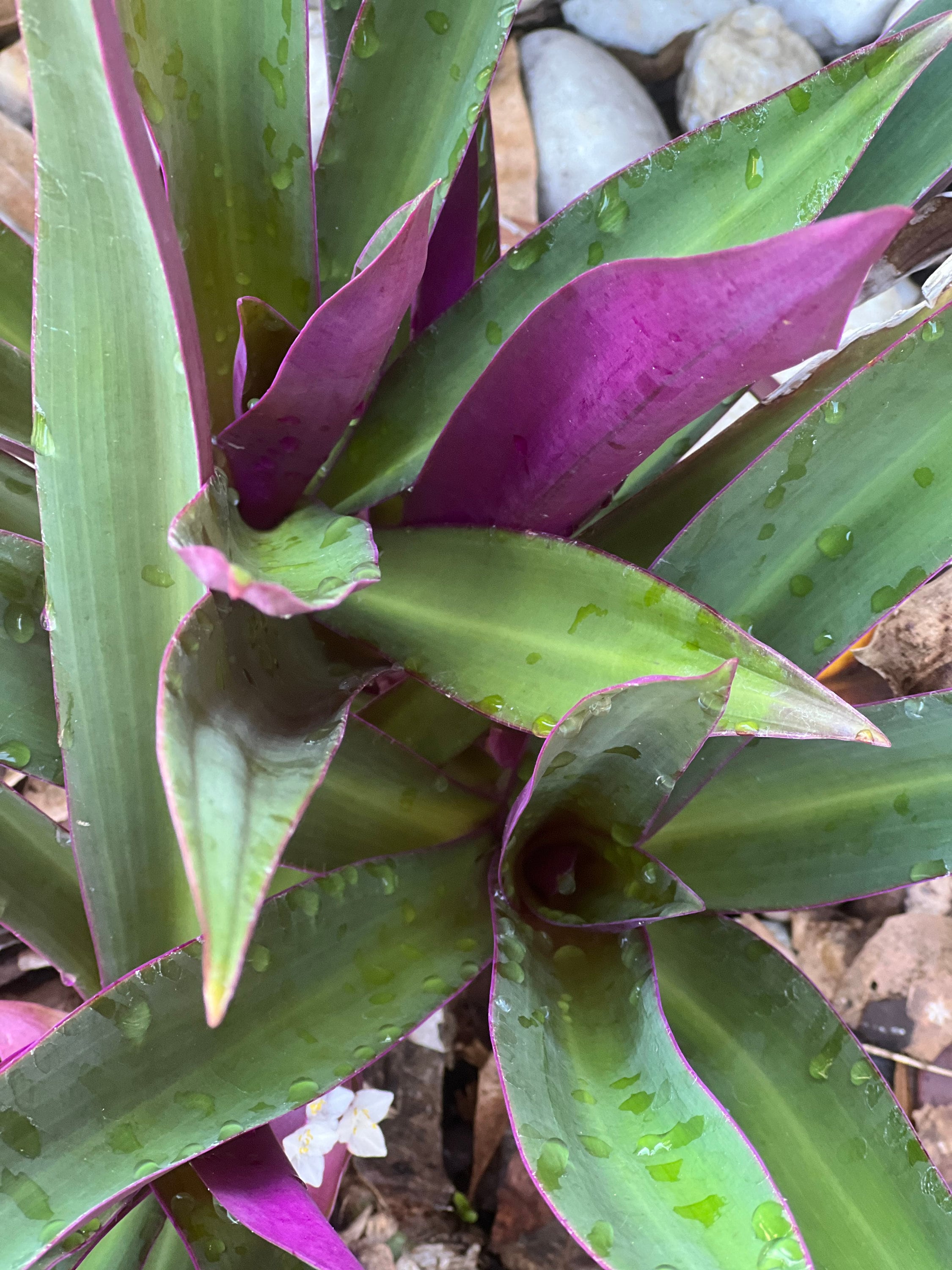 Are Maguey Leaves The Next Superfood?  Find Out Now! - h4h57bj