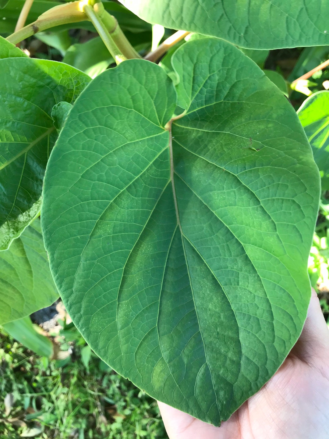 Yerba Santa root Beer Leaf Holy Leaf Piper Auritum Hoja Santa Mexican
