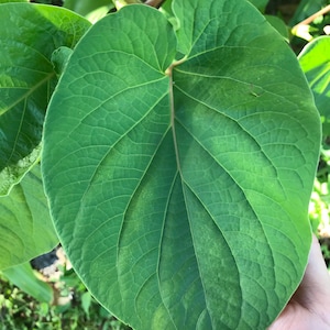 Yerba Santa -Root beer leaf- holy leaf- Piper auritum - Hoja Santa- Mexican pepper leaf. 10 organic holy leaves cut fresh when ordered