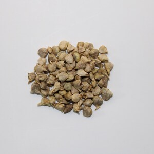 Spinach Seeds - Heirloom, Magnetically Enhanced for Increased Growth - Single, 2-Pack, 3-Pack Options