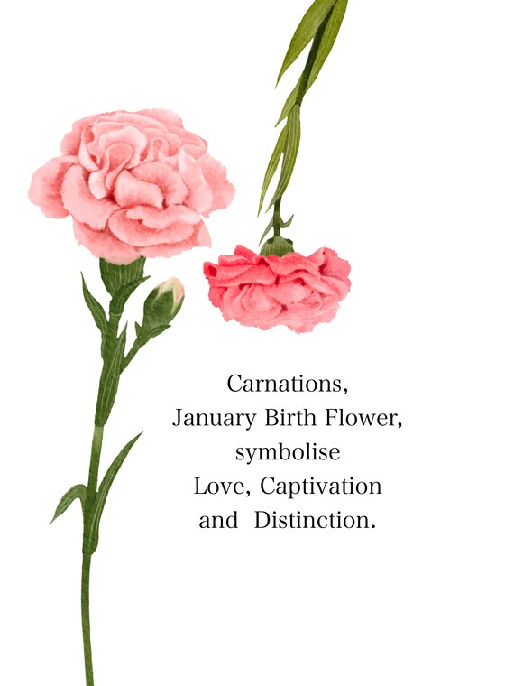 Carnation - January Birth Flower