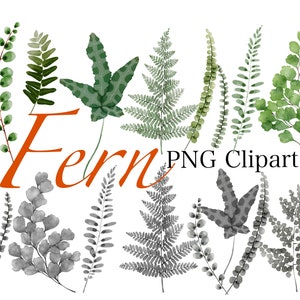 Fern Clipart PNG | Fern Black and white Art Print PNG | Fern Leaf Greenery Digital Wall Art | Greenery Digital Art | Boston Fern