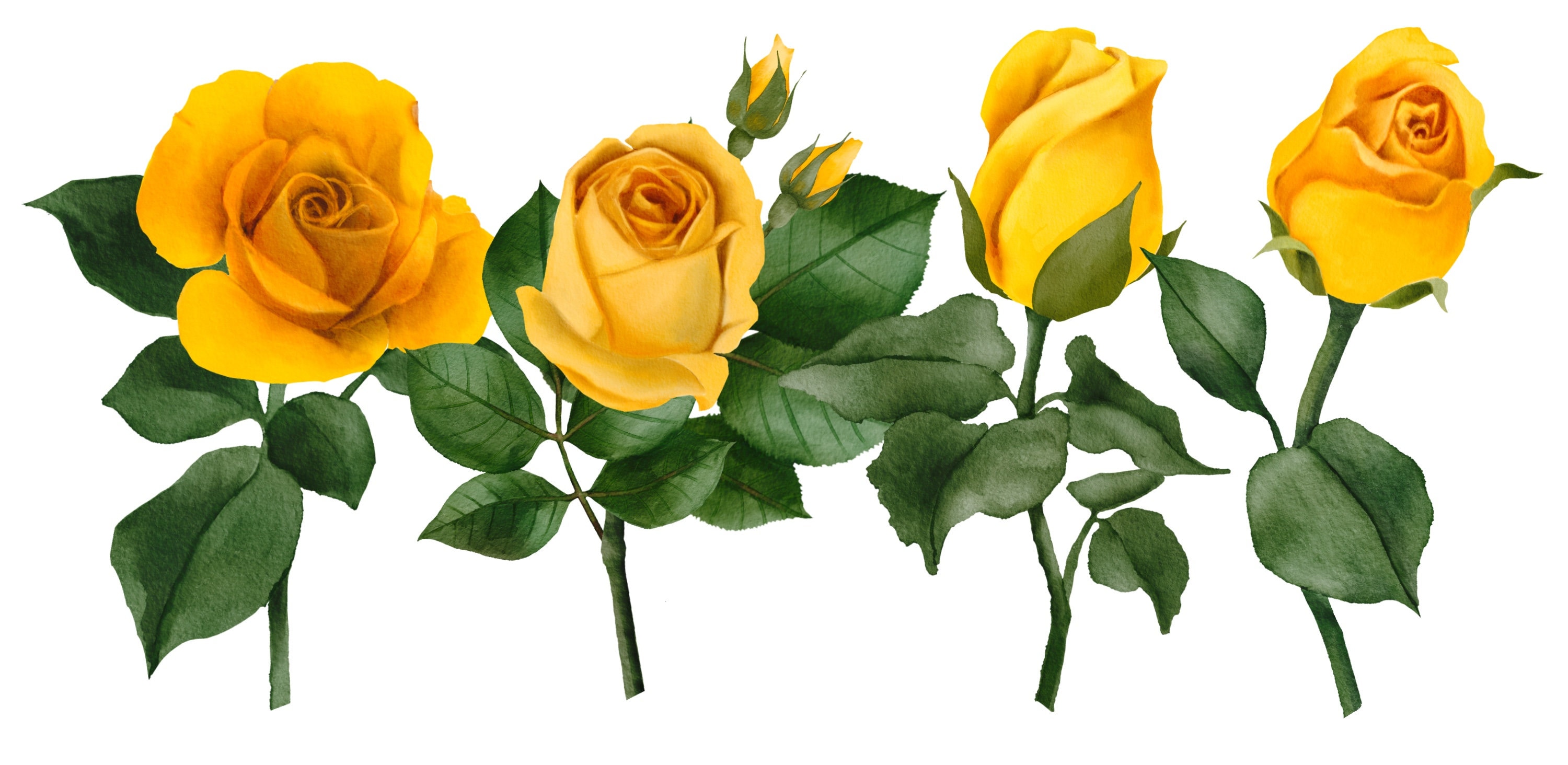 Birth Flower June Yellow Rose Clipart PNG Bundle | Floral Wedding ...