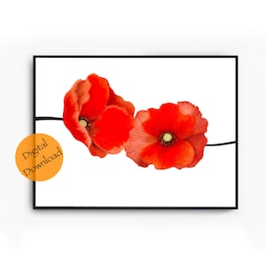 August Birth Flower | Poppy Birth Flower |  Red Floral Prints | Birth Flower Print