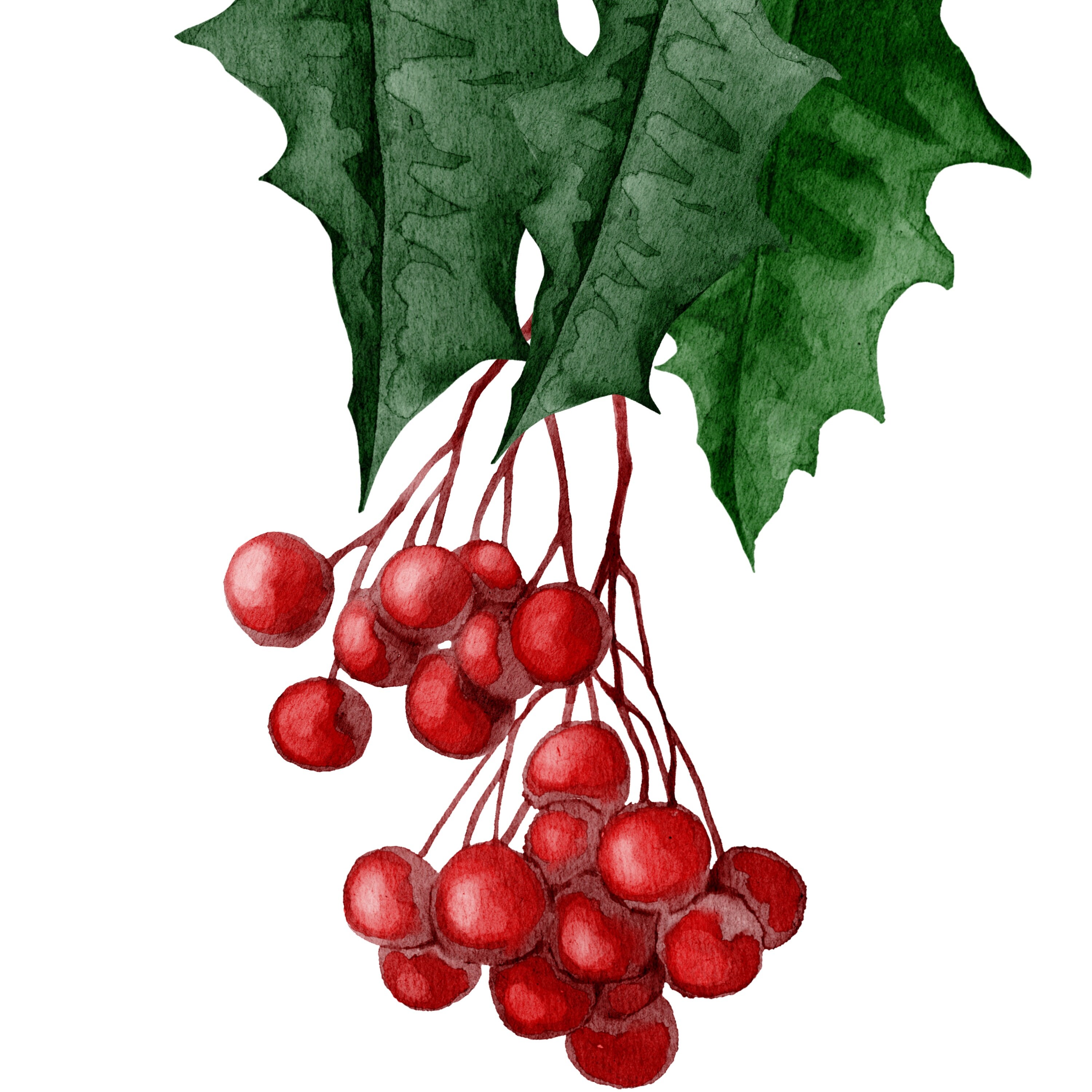 Winter Greenery Gallery Clipart PNG Christmas Botanical Printable ...